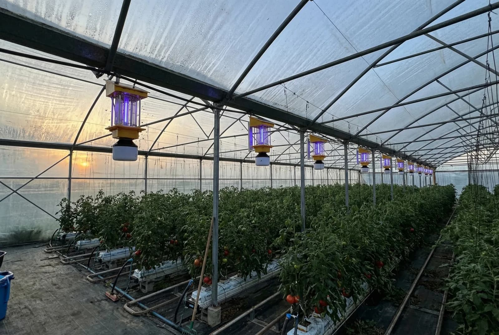 Solar insect killer lights hanging inside a greenhouse protecting tomato crops